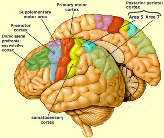 sensory cortex